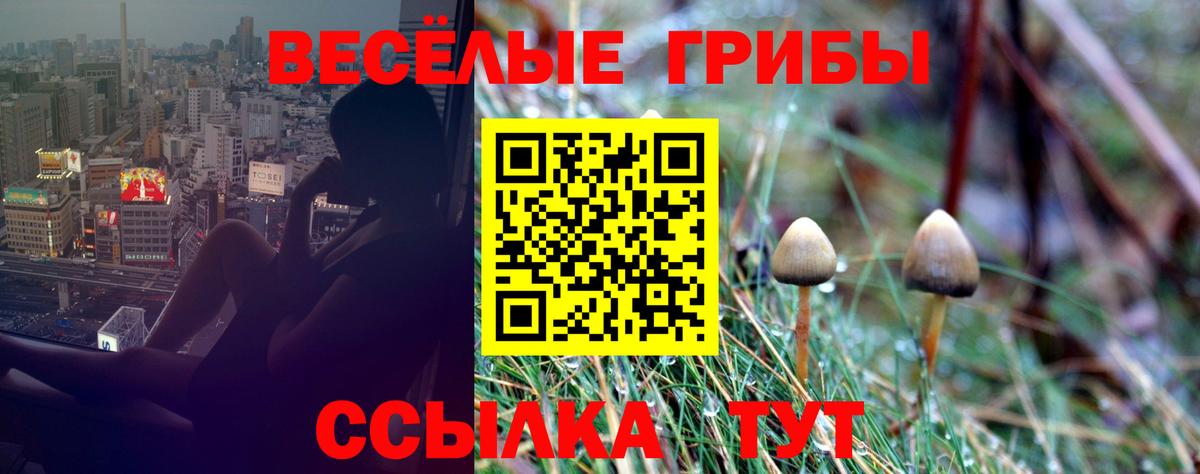 Псилоцибиновые грибы мицелий Сальск